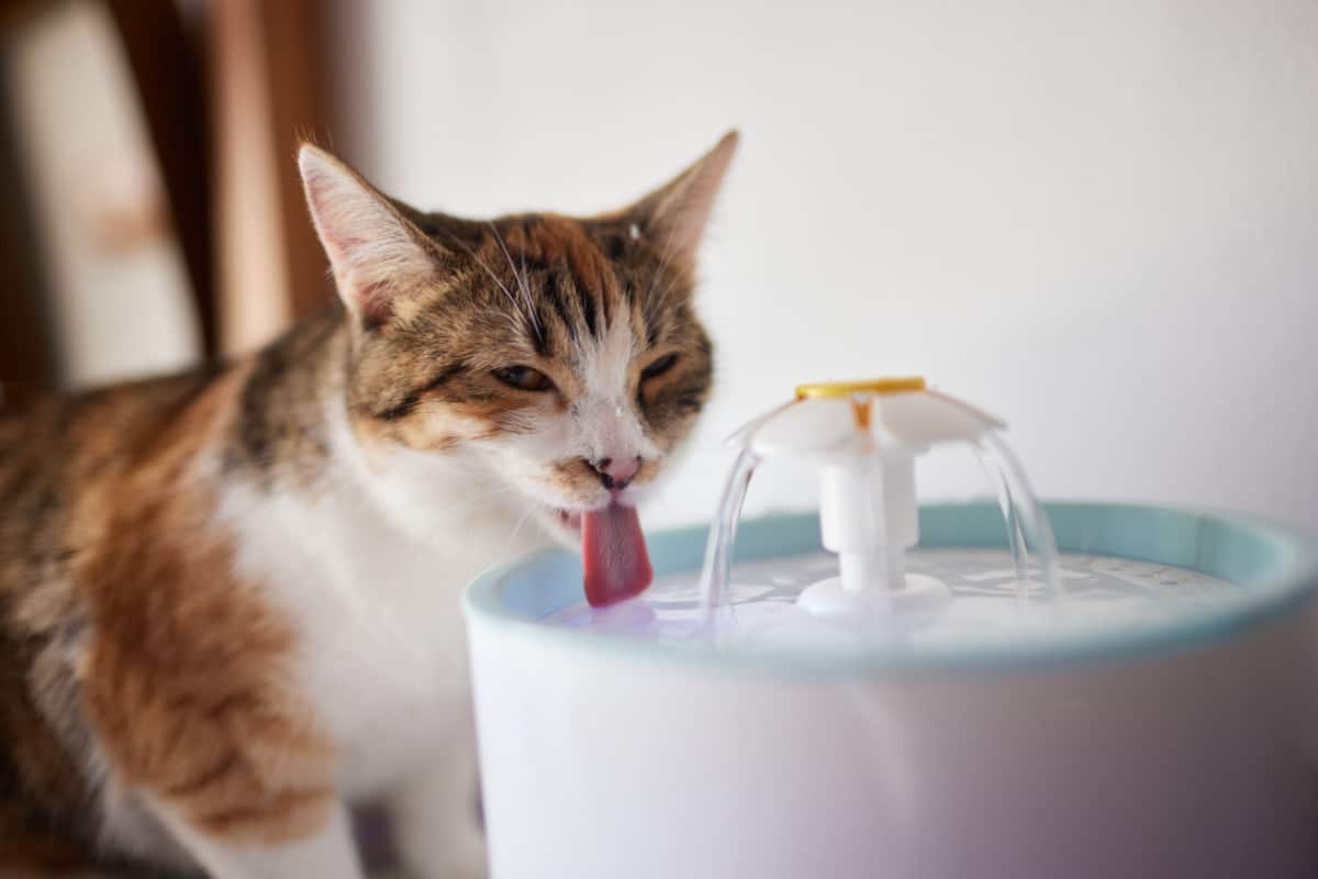 Cat drinking on pet water dispenser with automatic gravity refill
