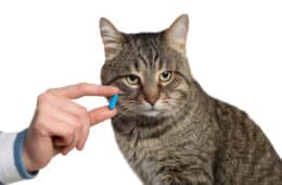 giving blue pill to cute cat on white background, closeup