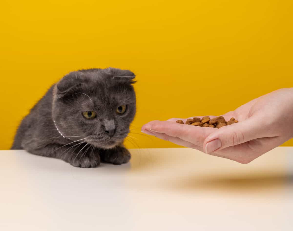 gray fluffy cat looks on crunchy organic kibble pieces from owner's hands