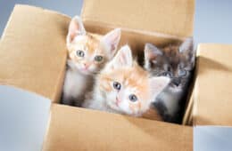 three little kittens in a box