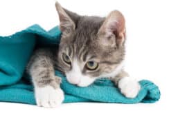 kitten sucking on blanket