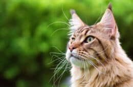 Close up portrait of black tabby Maine Coon cat on green background