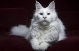white Maine Coon cat with blue eyes on red sofa