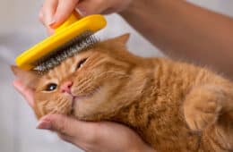 orange cat having grooming with her owner