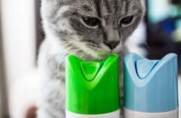 Cat is sniffing cylinder household chemicals