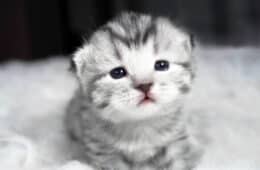 baby kitten with lovely sad eyes
