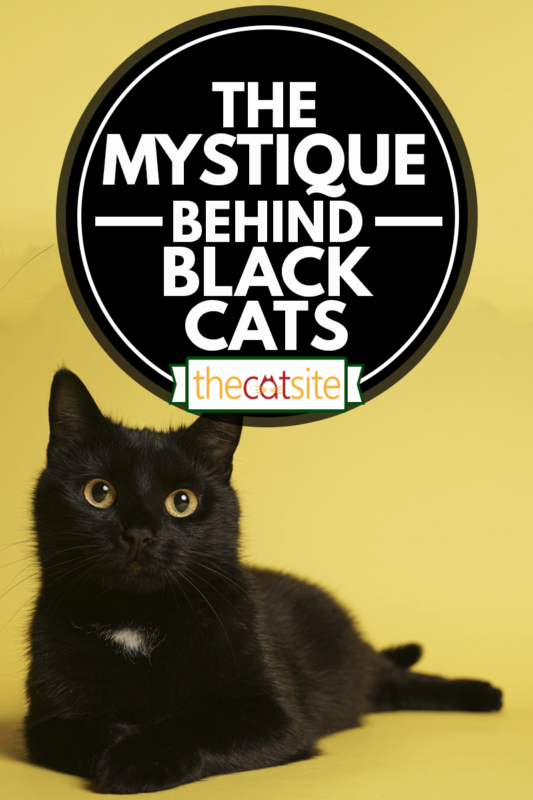 Black feline on yellow background, The Mystique Behind Black feline
