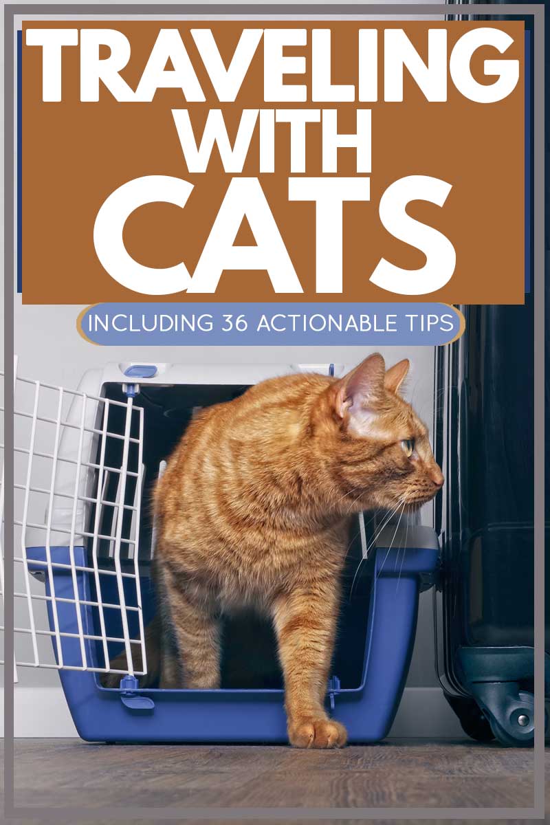 Ginger cat walking out of blue cage, Traveling With Cats [Inc. 36 actionable tips]