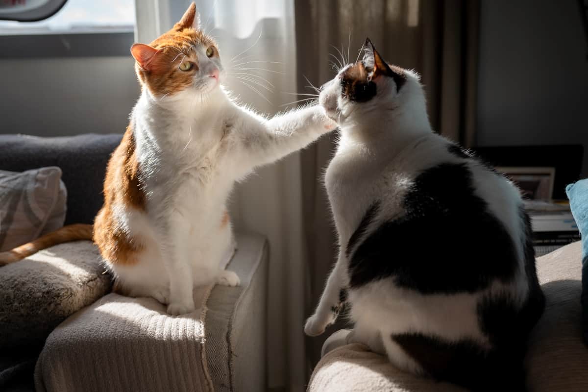 White cat and brown with yellow eyes and fat black and white cat, play to touch. They are both sitting on the armrests of two sofas and are illuminated by sunlight streaming through the window.
