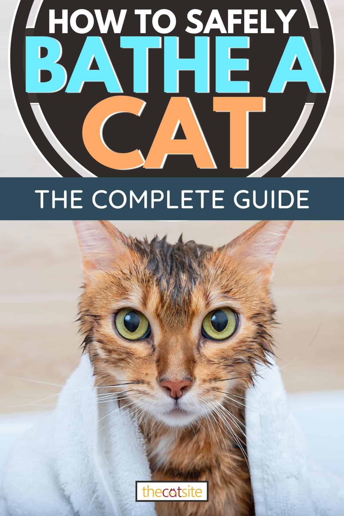 Wet Bengal cat after washing with a white towel draped over his shoulders, How To Safely Bathe A Cat: The Complete Guide