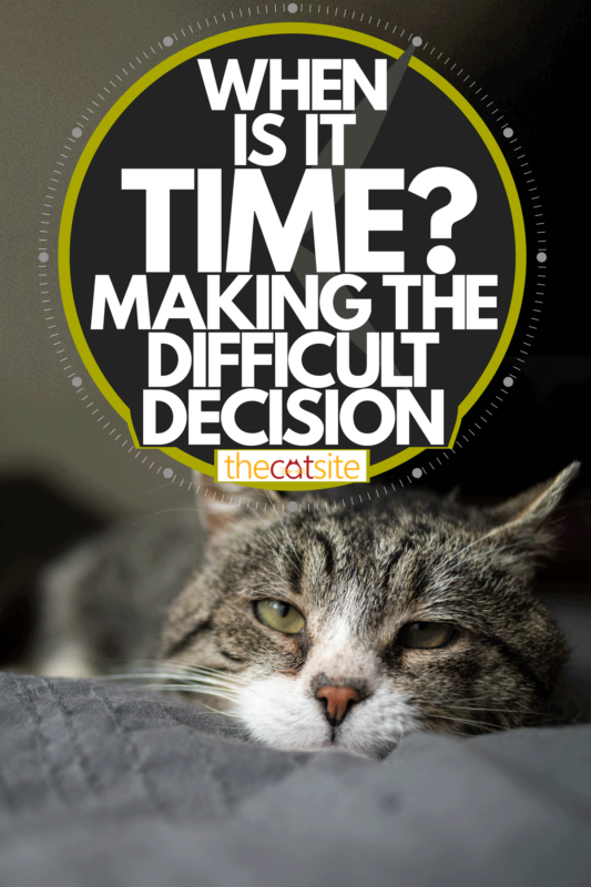 An old cat lying and resting on the bed, When Is It Time? - Making The Difficult Decision