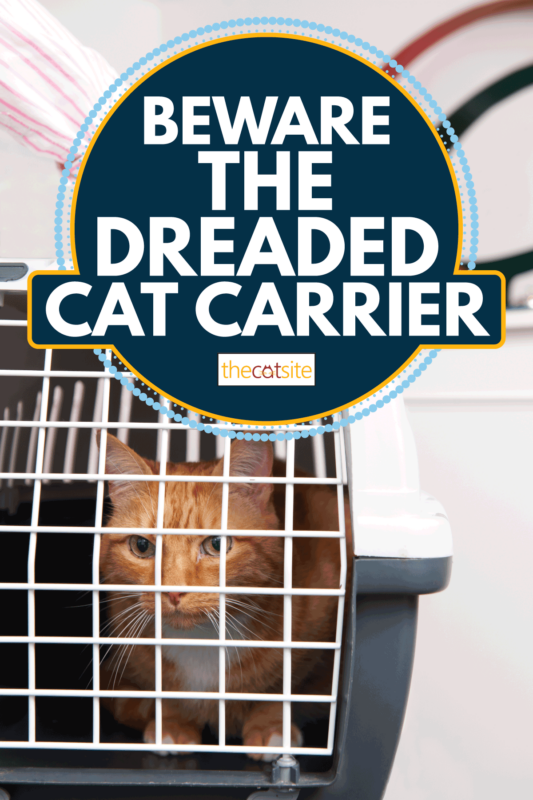 Woman Taking Cat To Vet In Carrier. Beware The Dreaded Cat Carrier
