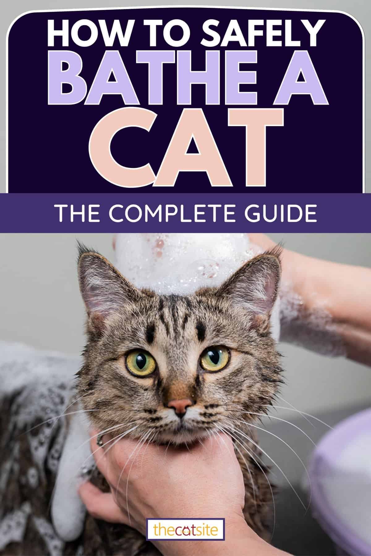 Woman shampooing a tabby gray cat in a grooming salon, How To Safely Bathe A Cat: The Complete Guide