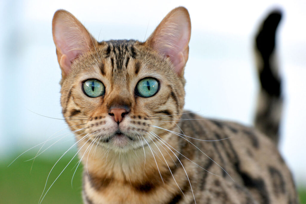 Purebred Bengal Cat with Green Eyes