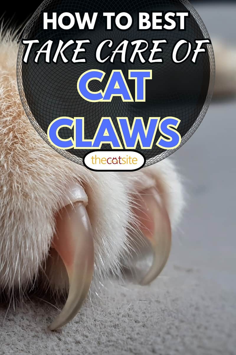 blurred cat's paws with long and sharp claws on cat fabric sofa, How To Best Take Care Of Cat Claws