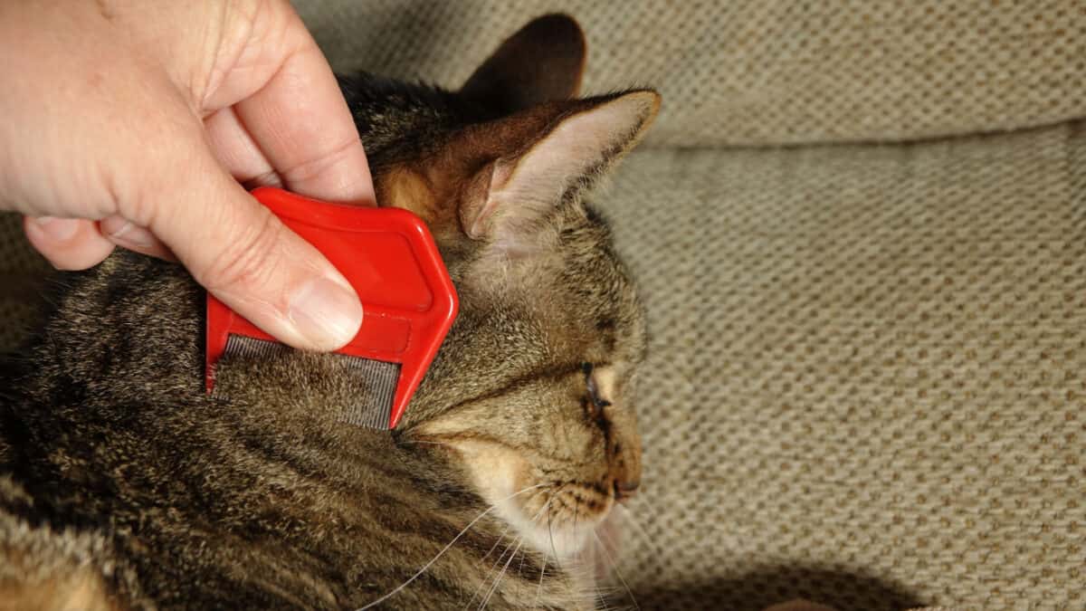 Close up of a hand checking a cat for fleas with a flea comb - natural pest control
cat flea or cat fleas