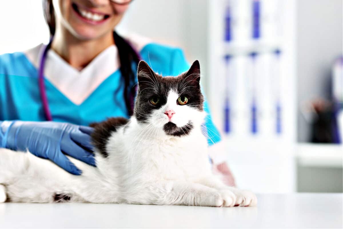 spaying and neutering what to ask before