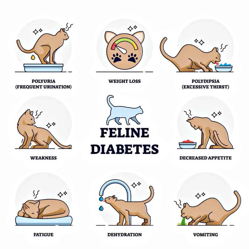 feline diabetes story
