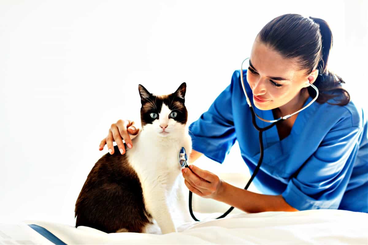 cat health care