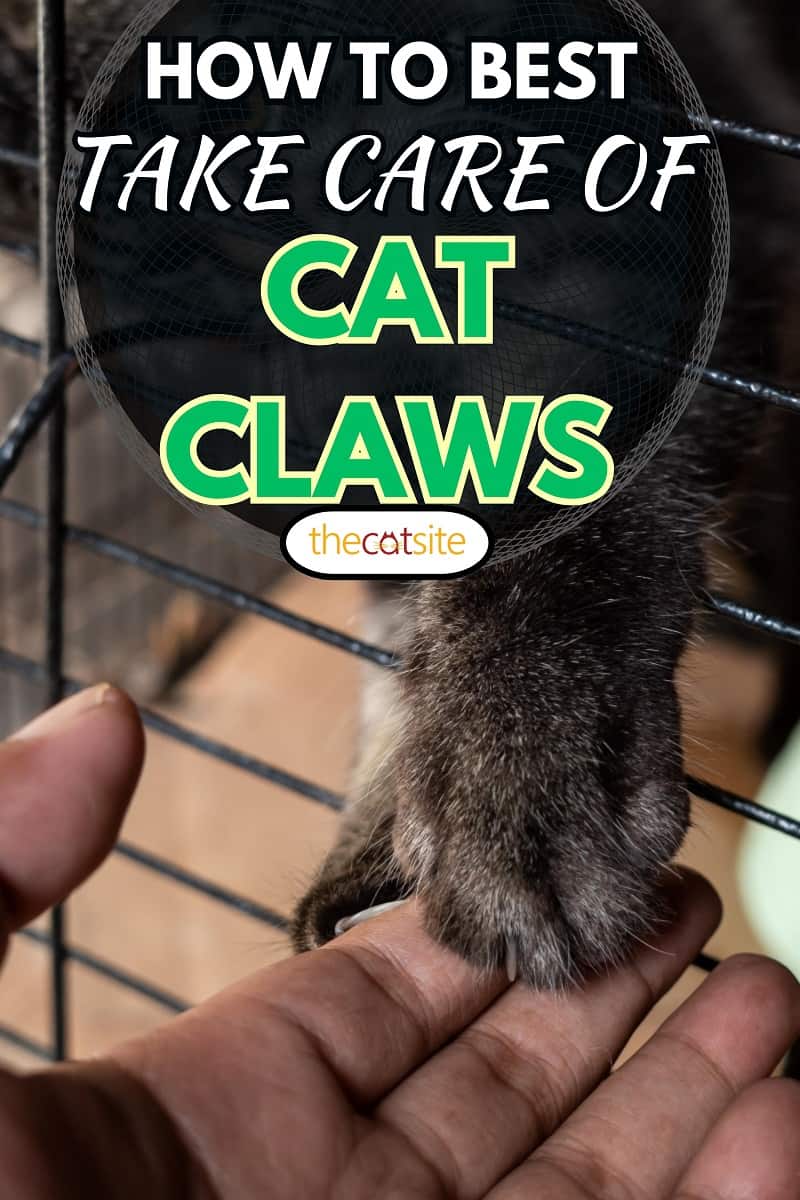 cat paws with long nails