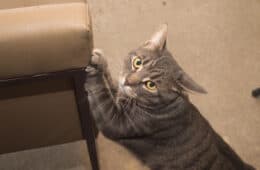 How to stop your cat from scratching furniture - cat is scratching a chair