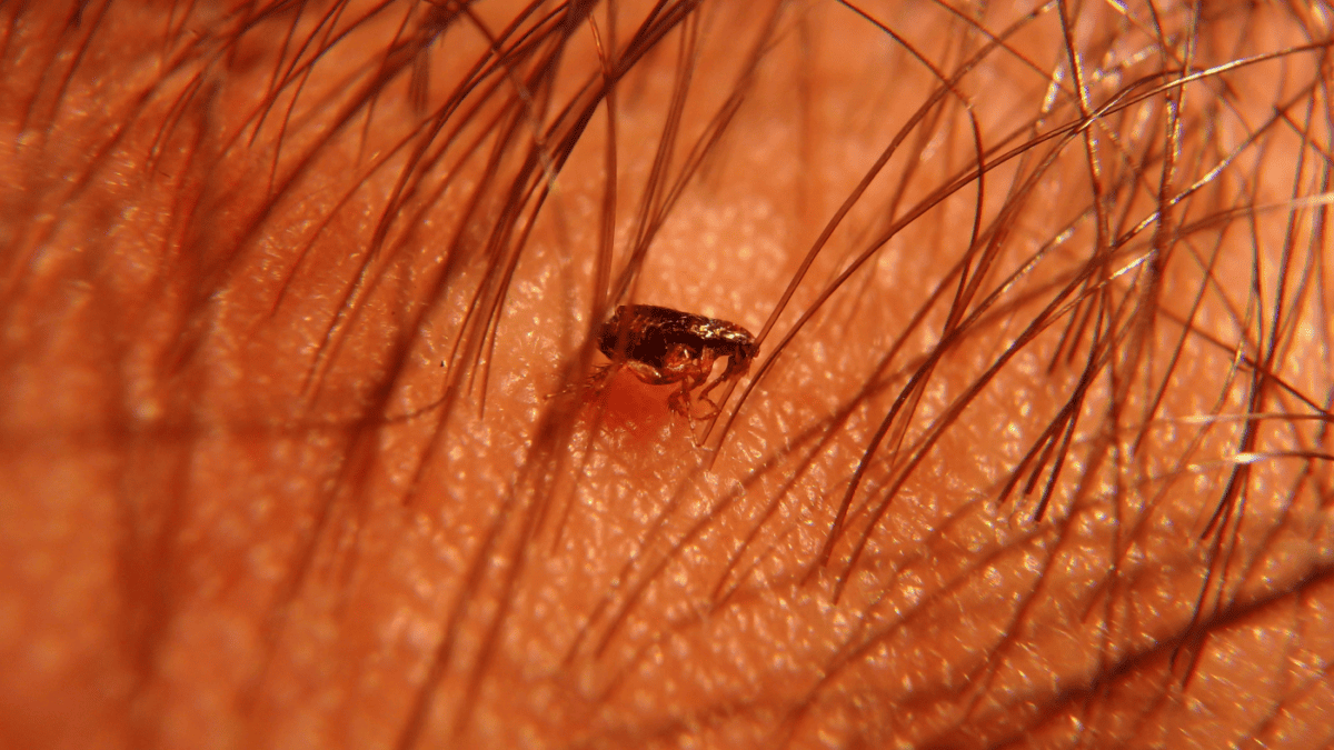 a close up view of a cat flea or cat fleas