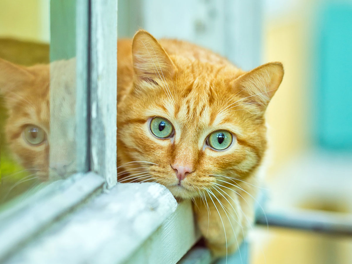 Red tabby with green eyes