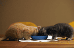 Kittens feeding / kittens eating. The importance of kitten nutrition