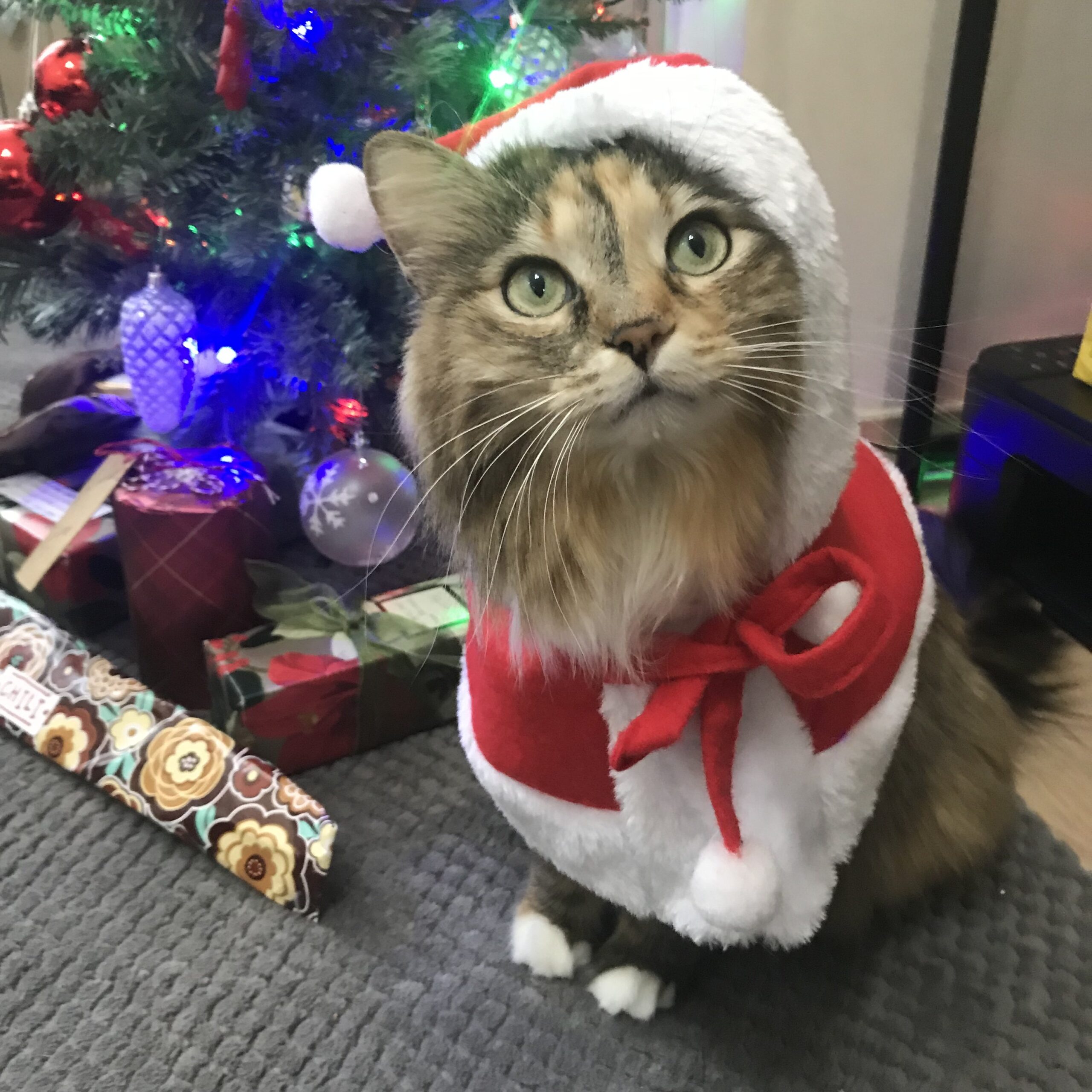 Cat dressed as Santa
