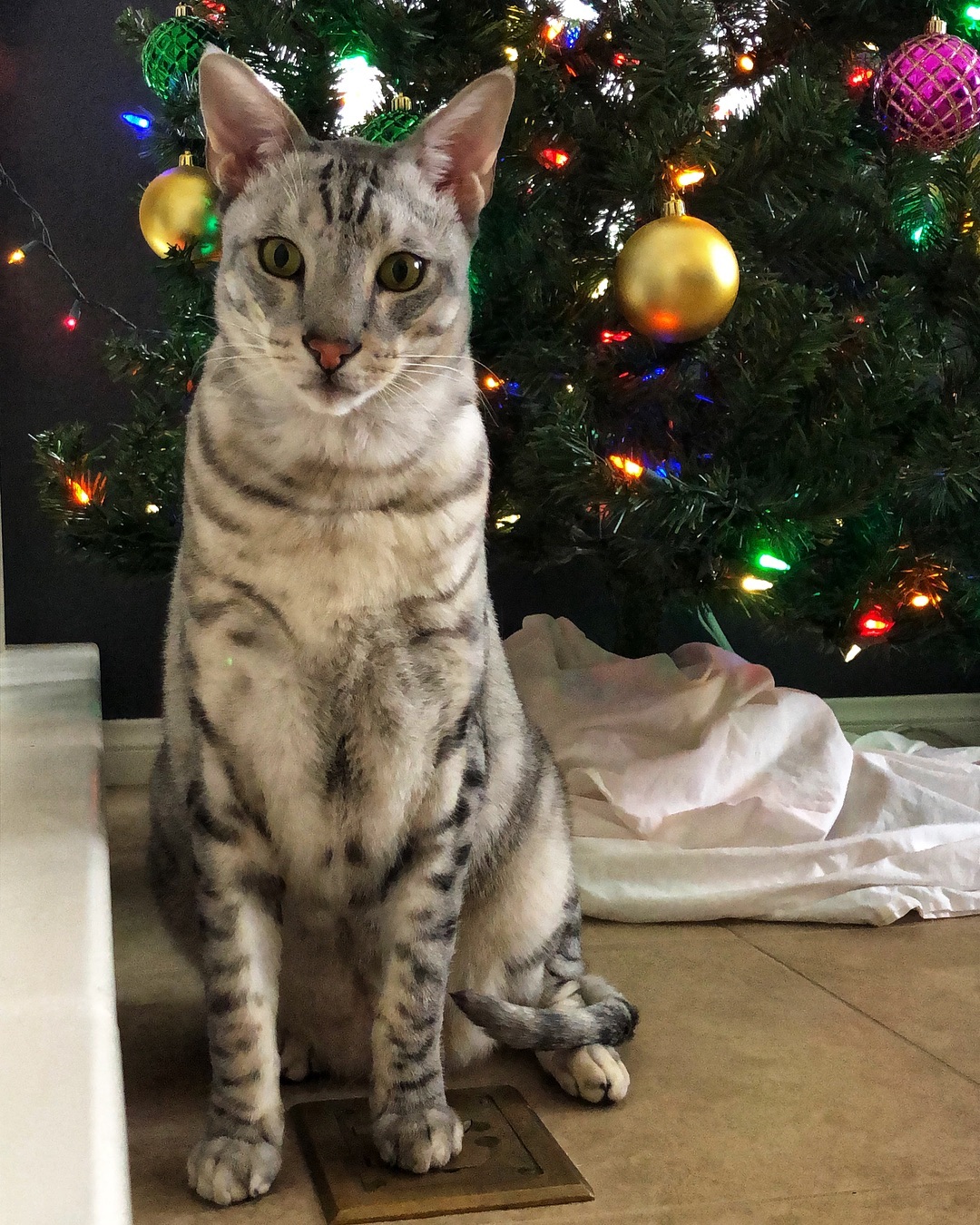 Tabby Cat in front of Christmas tree