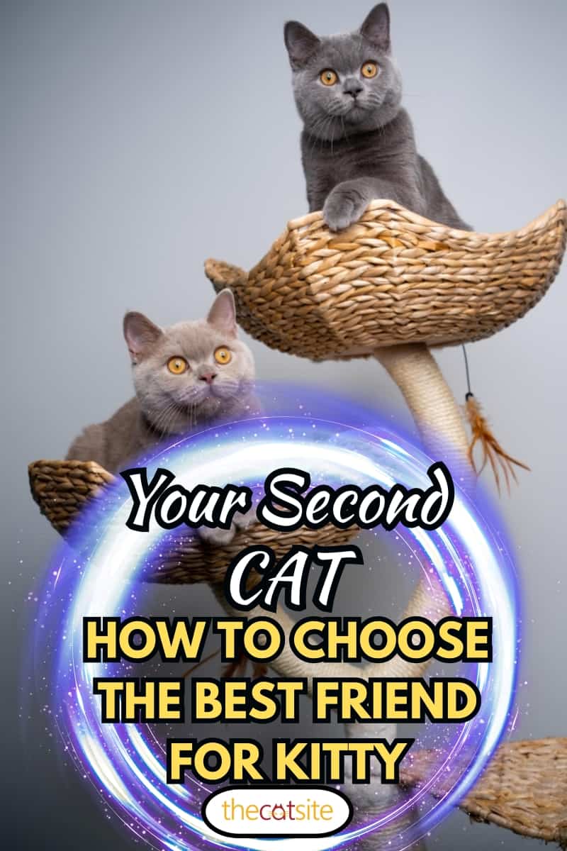 two curious 6 month old british shorthair kittens resting on scratching post together with copy space, Your Second Cat: How To Choose The Best Friend For Kitty