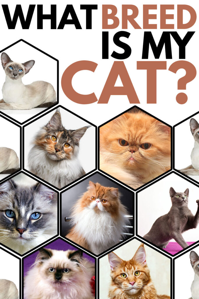 What Breed Is My Cat? TheCatSite Articles
