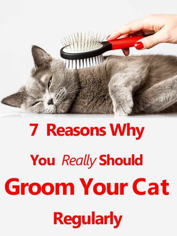 realmente deberías preparar a tu gato