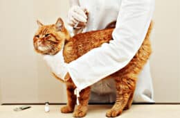 veterinary giving the vaccine to the ivory red cat
