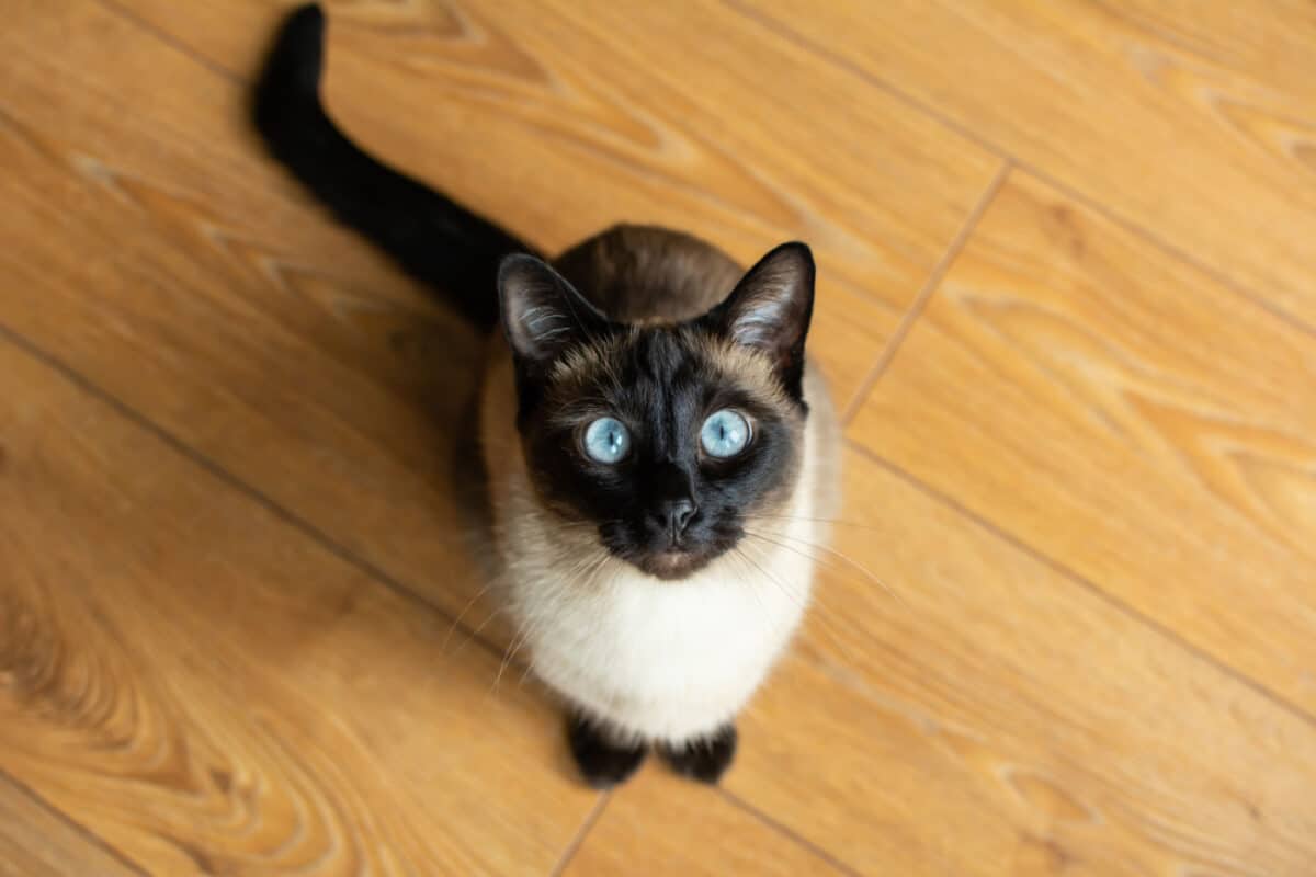 Gorgeous Siamese cat looking up at the camera