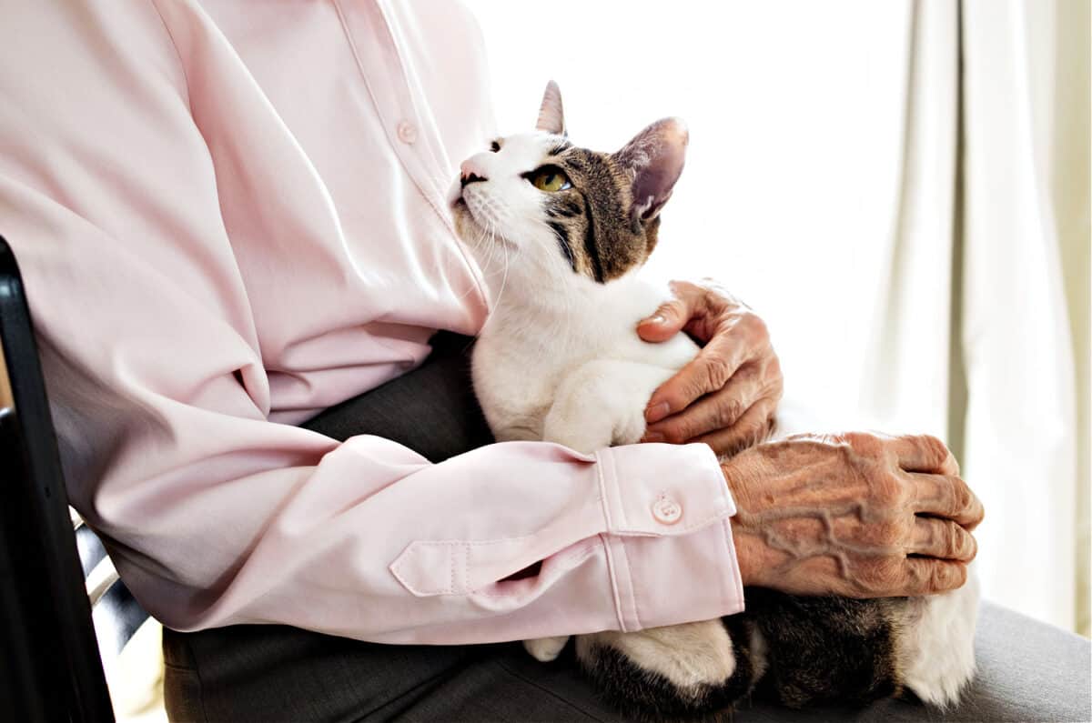 health concerns in aging cats