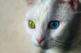 turkish van cat close up