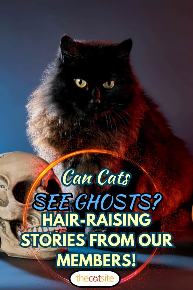 Black fluffy cat on a dark background with a skull and pumpkin for Halloween blue and red light
