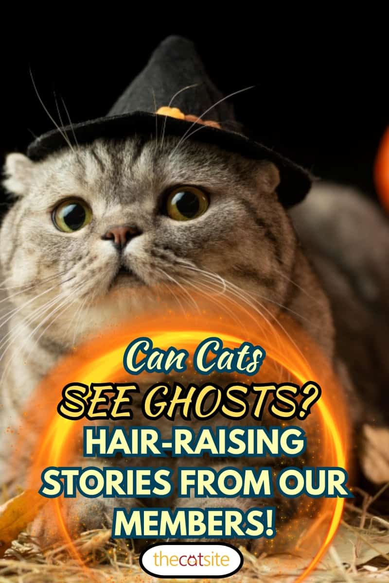 Can Cats See Ghosts Hair-raising stories from our members!