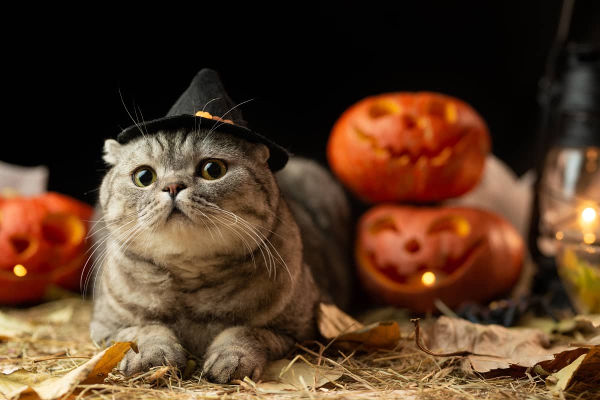 Can Cats See Ghosts Hair-raising stories from our members!