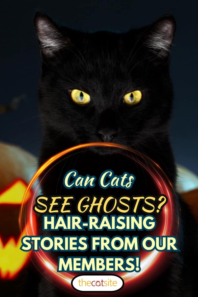 Portrait of Black Cat with Halloween pumpkin on Background and scary spooky Eyes, creepy horror holiday, superstition evil animal, Can Cats See Ghosts? Hair-raising stories from our members!