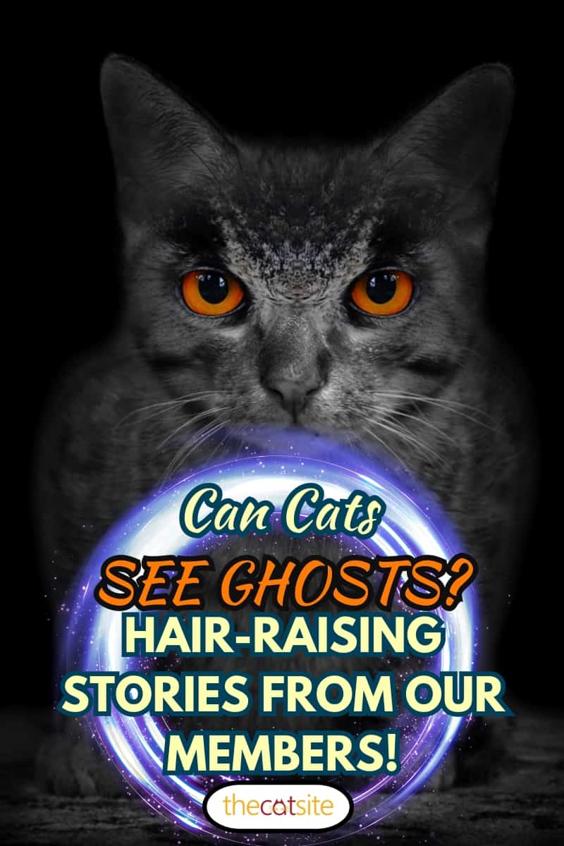 The Wildcat, Can Cats See Ghosts? Hair-raising stories from our members!
