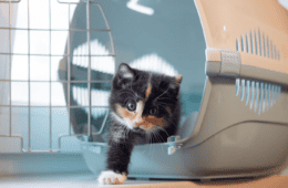 Image of a multicolored kitty that is crawling out of a cat carrier.