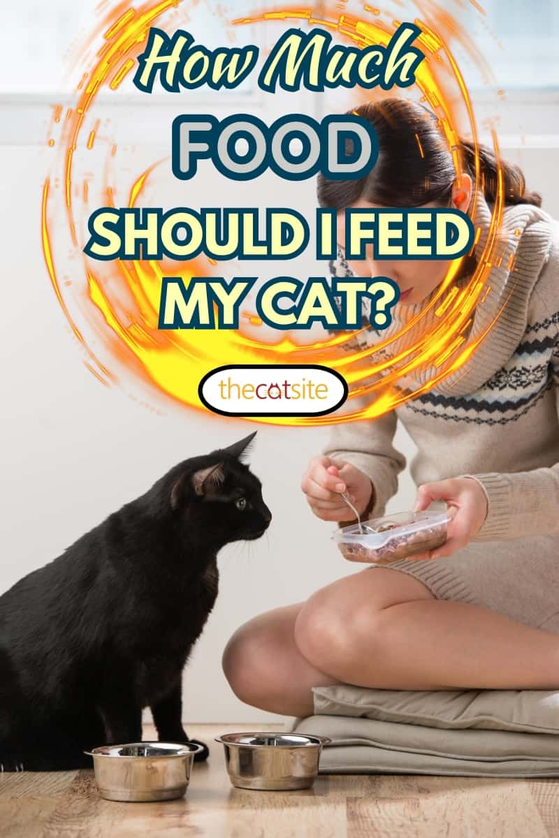 Full body of young female in domestic clothes standing with bowl and feeding black cat while spending time at home
