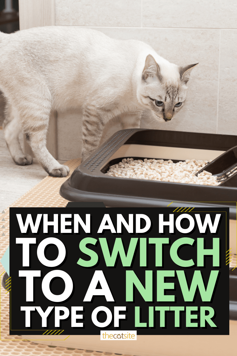 When And How To Switch To A New Type Of Litter
