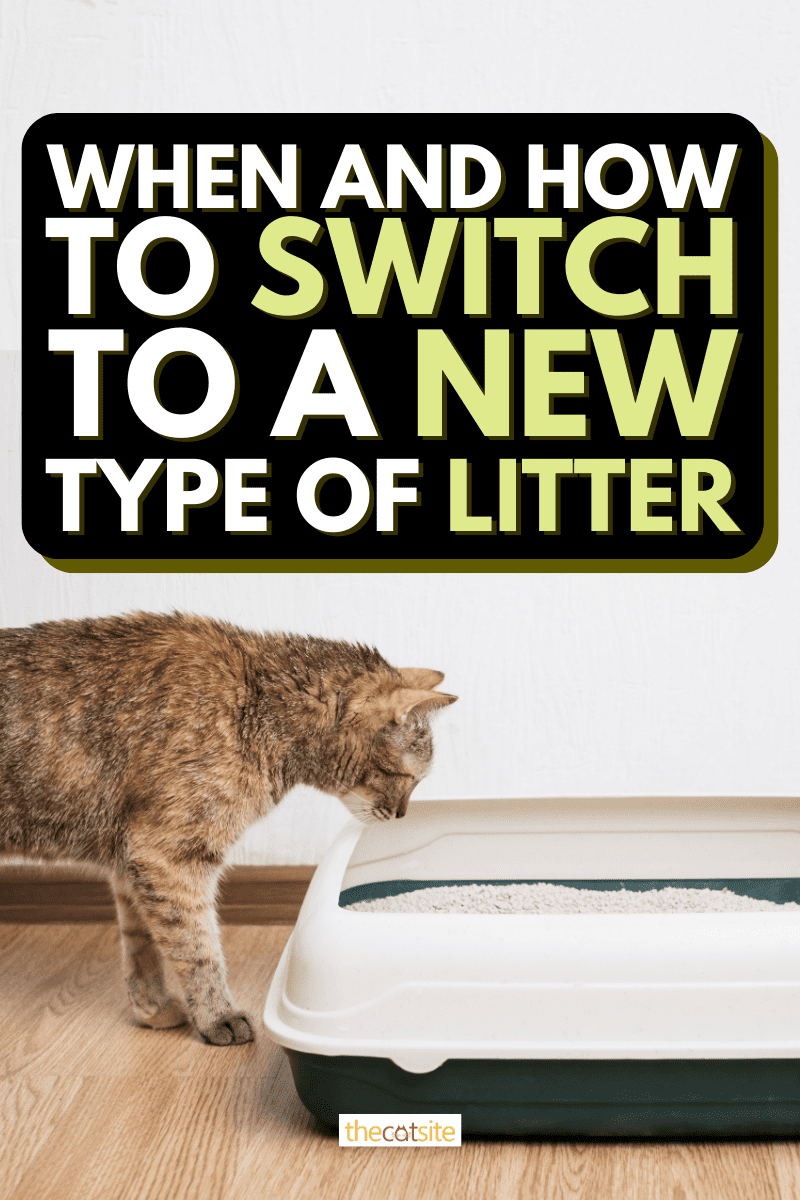 When And How To Switch To A New Type Of Litter
