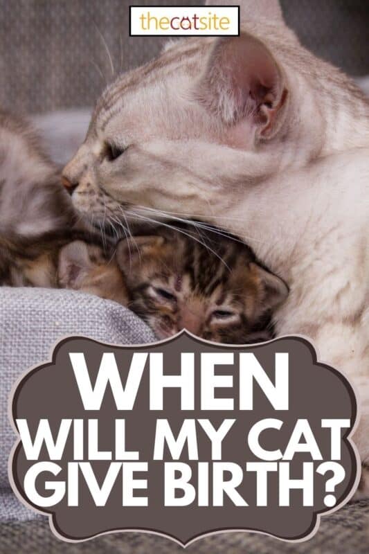 How Do I Know When My Cat Will Give Birth?