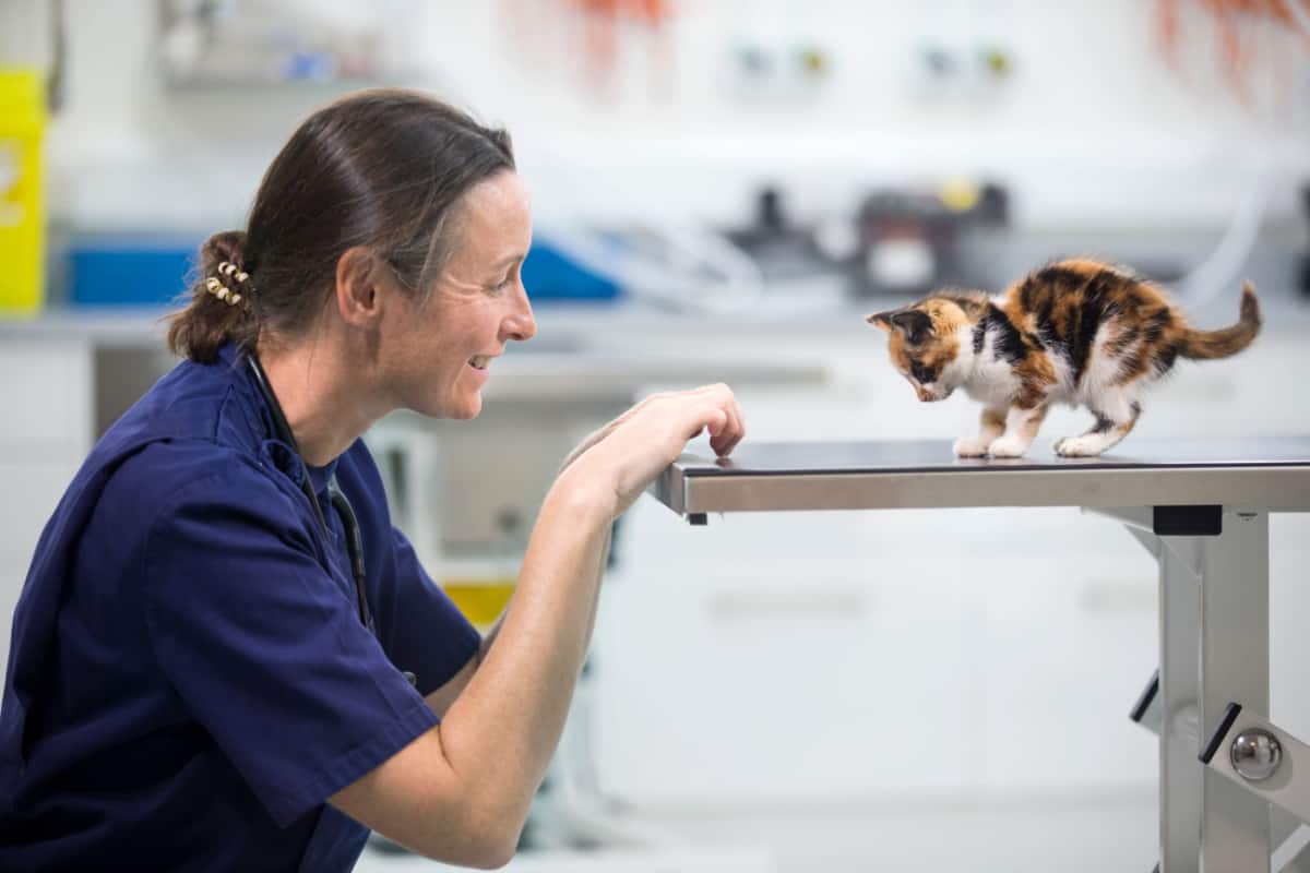 Vet examining pet kitten cat on table in vet surgery

