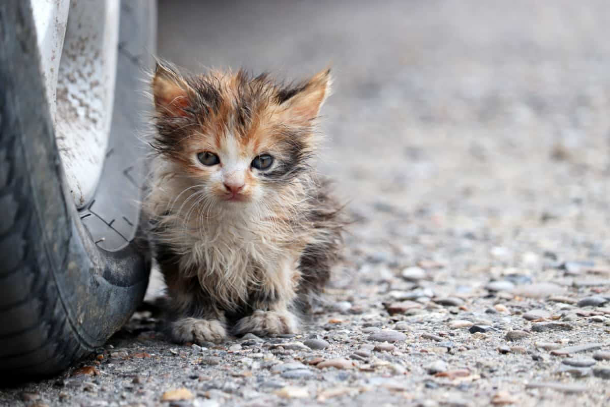 A rough looking kitten outside - a good example of why someone would be treating fleas in kittens