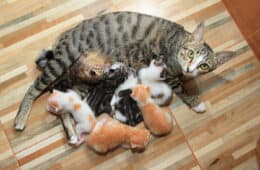 A mother cat looks up at the camera. Her kittens are snuggling her